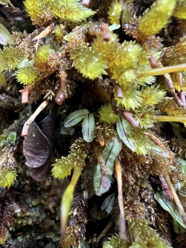 Hymenophyllum armstrongii (Hymenophyllum armstrongii)