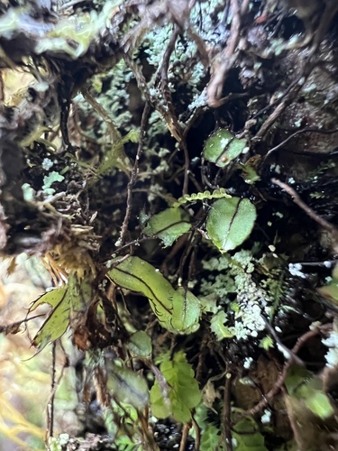 Hymenophyllum armstrongii (Hymenophyllum armstrongii)