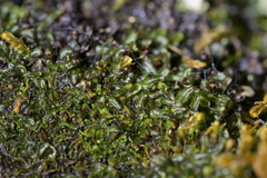 Hymenophyllum armstrongii (Hymenophyllum armstrongii)