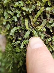 Hymenophyllum armstrongii (Hymenophyllum armstrongii)