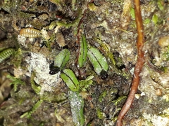 Hymenophyllum armstrongii (Hymenophyllum armstrongii)