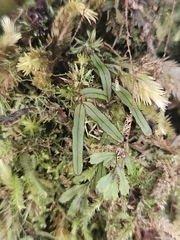 Hymenophyllum armstrongii (Hymenophyllum armstrongii)