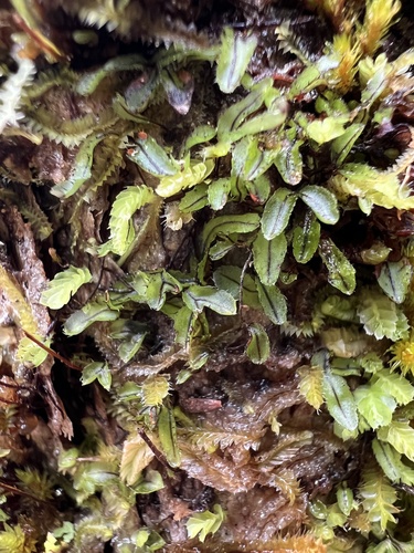 Hymenophyllum armstrongii (Hymenophyllum armstrongii)