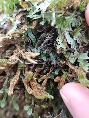 Hymenophyllum armstrongii (Hymenophyllum armstrongii)