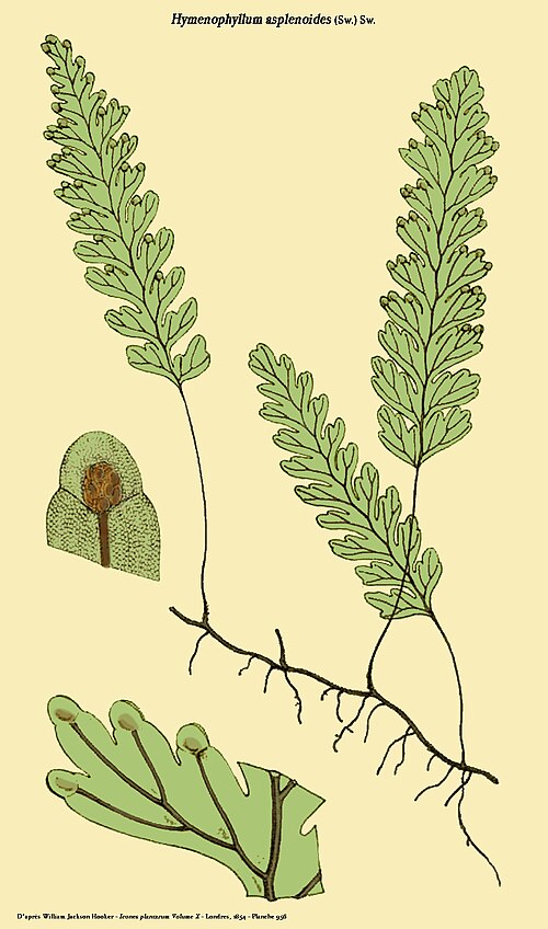 Caribbean filmy fern: Hymenophyllum asplenoides (Sw.) Sw. - D'après William Jackson Hooker - Icones plantarum - Volume X - Londres, 1854 - Planche 854 reprise par D. Prévôt