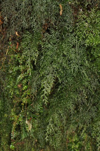 Hymenophyllum australe (Hymenophyllum australe)