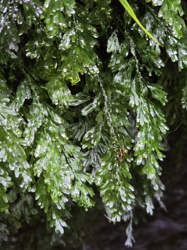 Hymenophyllum australe (Hymenophyllum australe)
