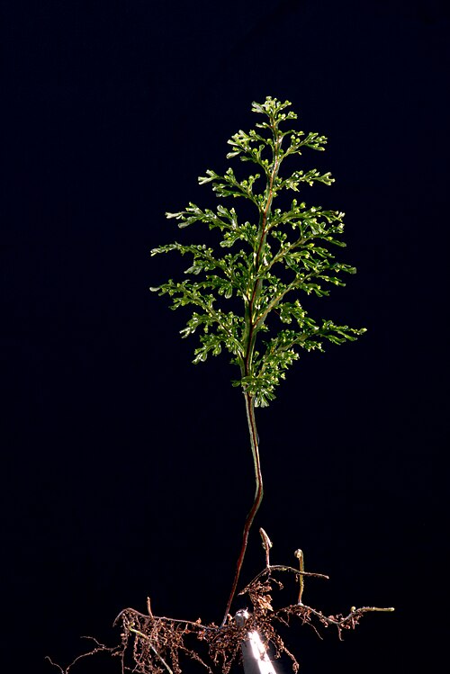 Hymenophyllum australe: Picture of Hymenophyllum australe by Robert Wiltshire