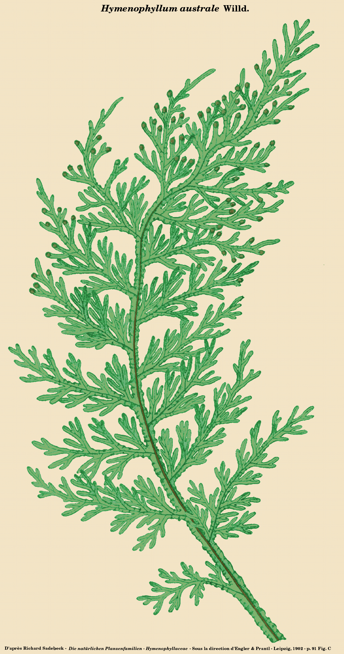 Hymenophyllum australe: Hymenophyllum australe Willd. - Die natürlichen Pflanzenfamilien - Hymenophyllaceae sous la direction de Engler et Prantl - Leipzig, 1902 - Planche réalisée par