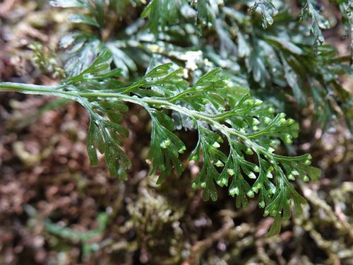 Hymenophyllum australe (Hymenophyllum australe)