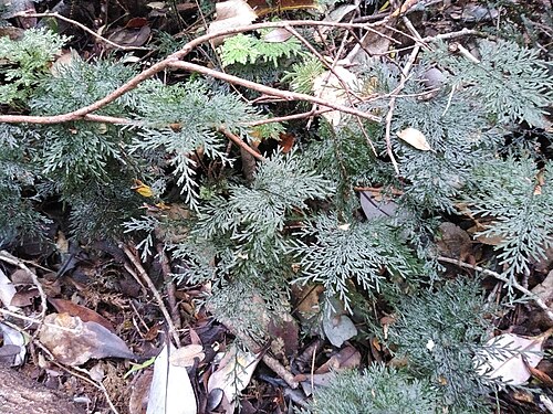 Hymenophyllum australe: Hymenophyllum australe, Llanquihue, CL-LL, CL, 2024-12-22 (iNaturalist).