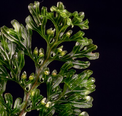 Hymenophyllum australe: Close up of Hymenophyllum australe frond, picture by Robert Wiltshire