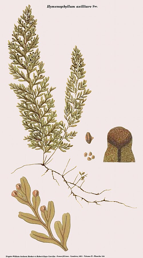 Axillary filmy fern: Hymenophyllum axillare Sw. - D'après William Jackson Hooker et Robert Kaye Greville - Icones filicum - Londres, 1831 - Volume II, planche 124 - Figure reprise d