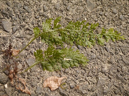 Hymenophyllum badium: Hymenophyllum badium:オオコケシノブ 2015/09/05 和歌山県新宮市:Shingu City, Wakayama Pref. Japan