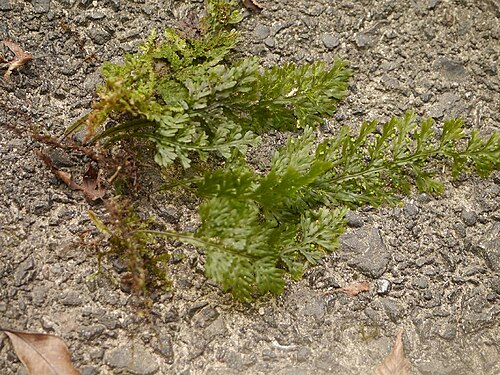 Hymenophyllum badium: Hymenophyllum badium:オオコケシノブ 2015/09/05 和歌山県新宮市:Shingu City, Wakayama Pref. Japan