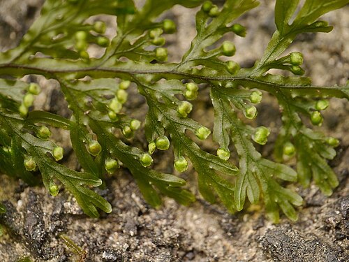 Hymenophyllum badium: Hymenophyllum badium:オオコケシノブ 2015/09/05 和歌山県新宮市:Shingu City, Wakayama Pref. Japan
