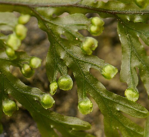 Hymenophyllum badium: Hymenophyllum badium:オオコケシノブ 2015/09/05 和歌山県新宮市:Shingu City, Wakayama Pref. Japan