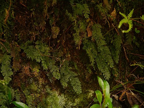 Hymenophyllum badium: Hymenophyllum badium:オオコケシノブ 2015/09/05 和歌山県新宮市:Shingu City, Wakayama Pref. Japan