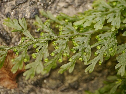 Hymenophyllum badium: Hymenophyllum badium:オオコケシノブ 2015/09/05 和歌山県新宮市:Shingu City, Wakayama Pref. Japan