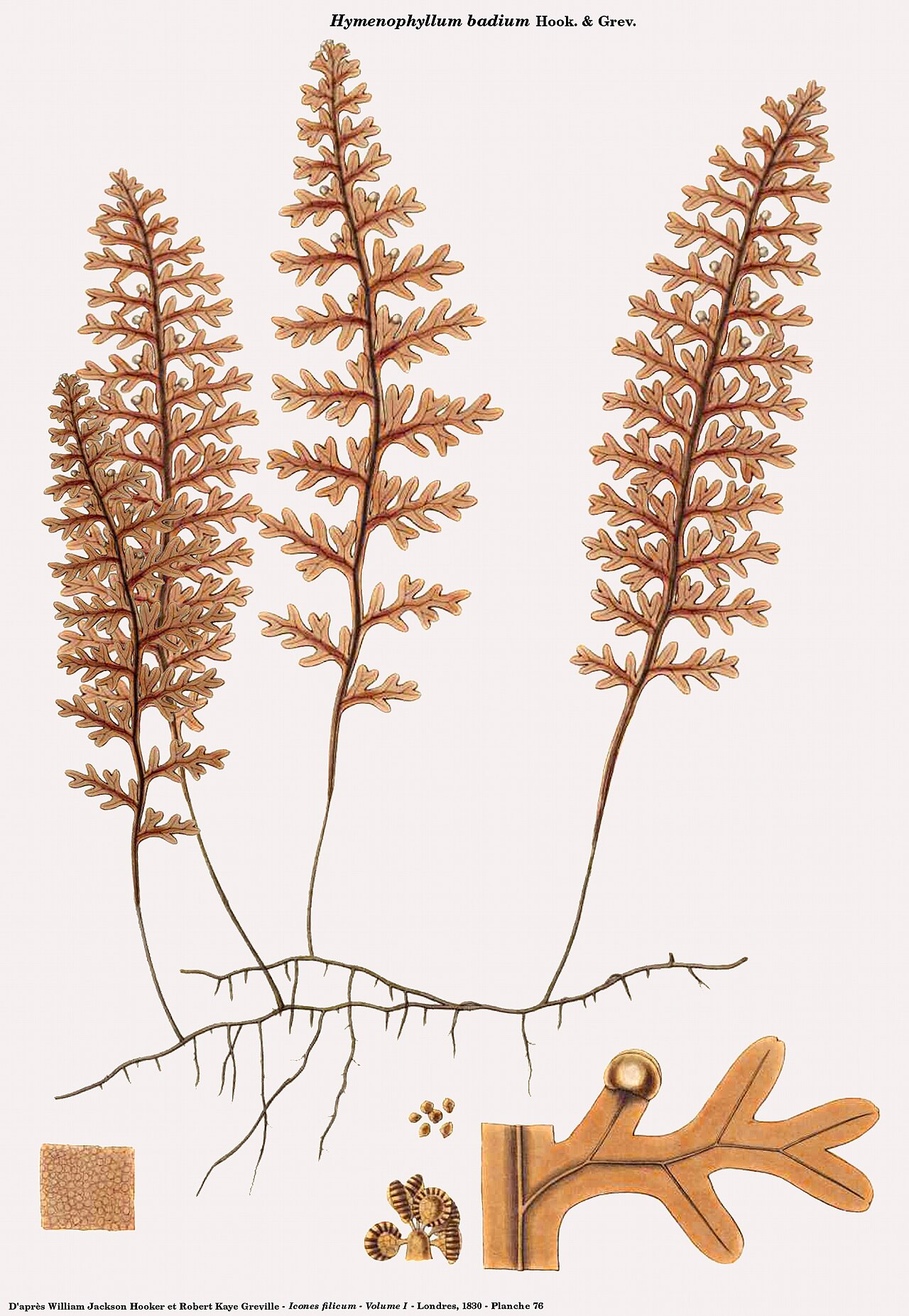 Hymenophyllum badium: Hymenophyllum badium Hook. & Grev. - Planche de Icones filicum - Volume I - William Jackson Hooker et Robert Kaye Greville - Planche 76 reprise par D. Prévôt so