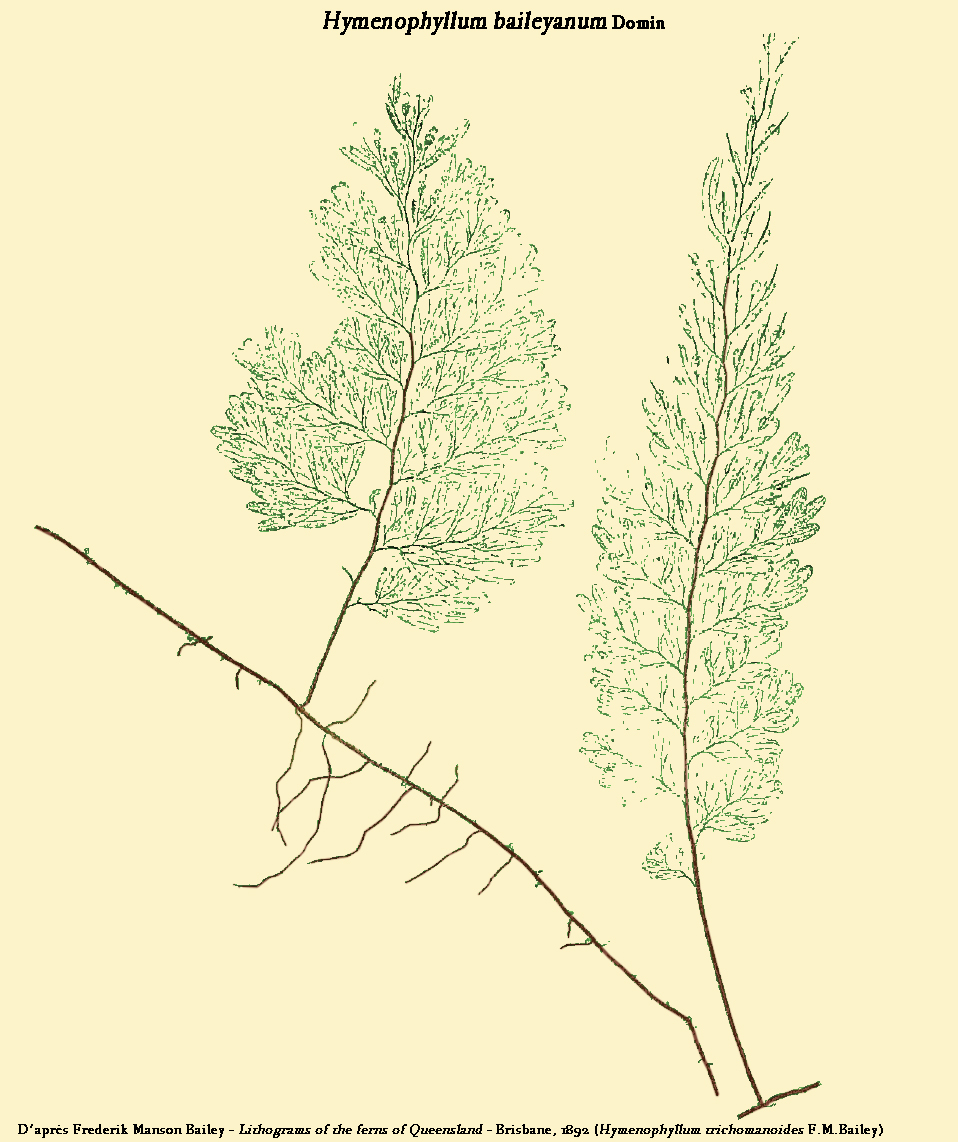 Hymenophyllum baileyanum: Hymenophyllum baileyanum Domin - Planche tirée de Lithograms of the ferns of Queensland - Brisbane, 1892 et reprise par D.Prévôt