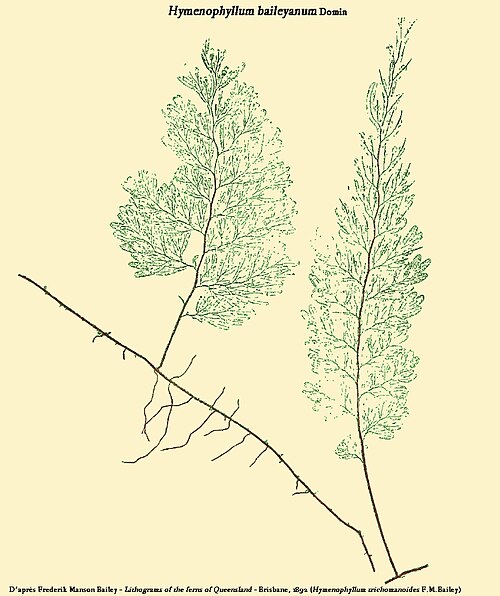 Hymenophyllum baileyanum: Hymenophyllum baileyanum Domin - Planche tirée de Lithograms of the ferns of Queensland - Brisbane, 1892 et reprise par D.Prévôt