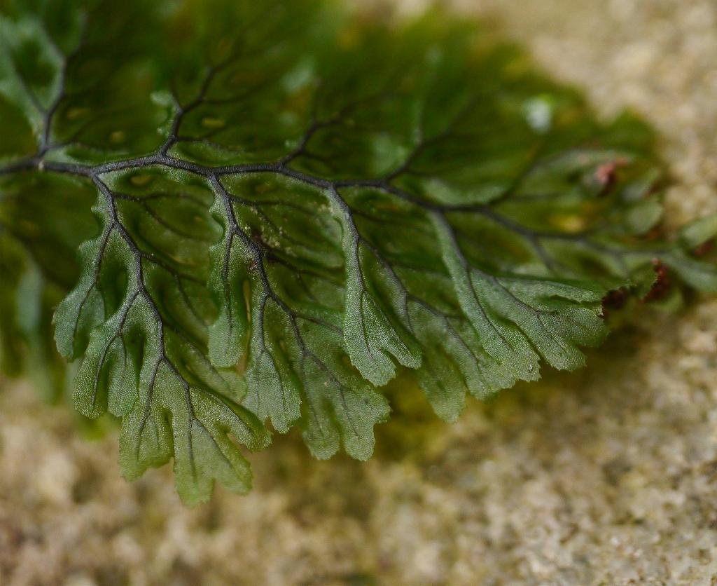 Hymenophyllum barbatum: Hymenophyllum barbatum:コウヤコケシノブ 2015/10/12 和歌山県田辺市:Tanabe City. Wakayama Pref. Japan