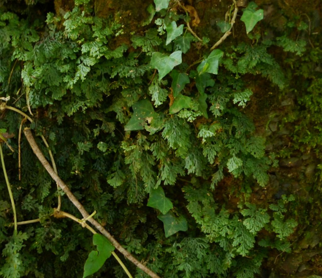 Hymenophyllum barbatum: Hymenophyllum barbatum:コウヤコケシノブ 2015/10/17 和歌山県田辺市:Tanabe City. Wakayama Pref. Japan