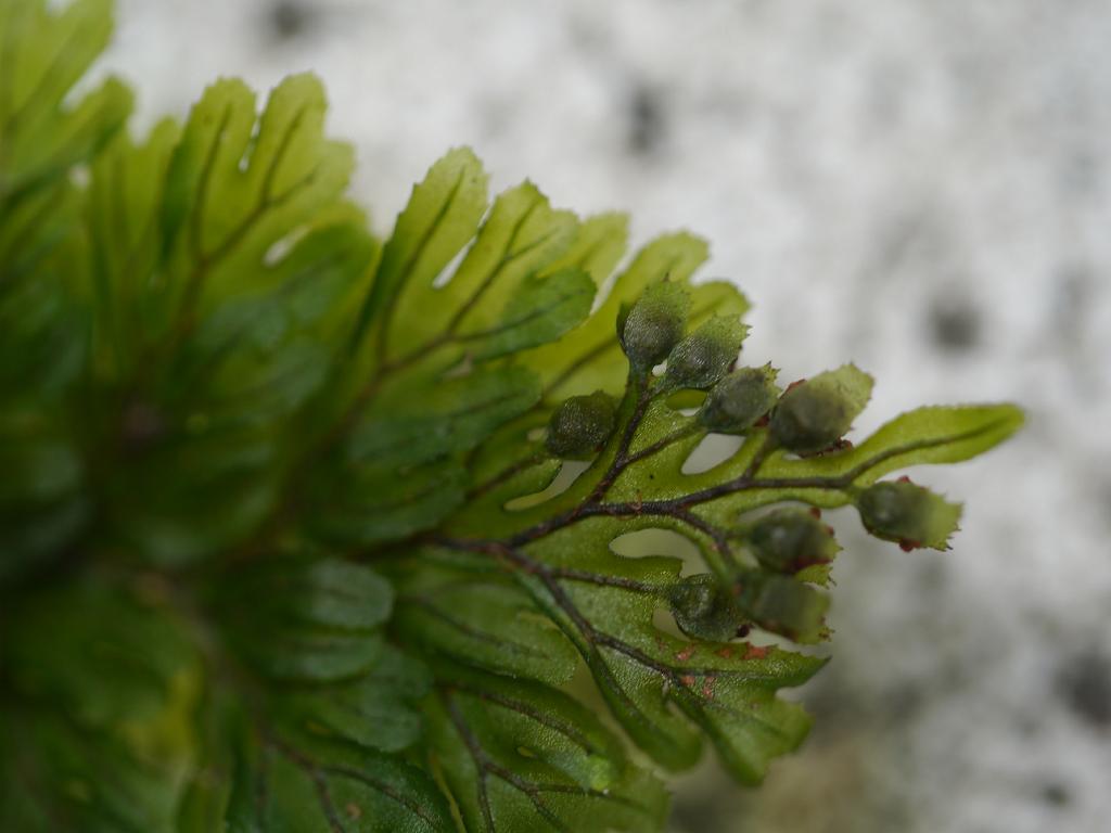 Hymenophyllum barbatum: Hymenophyllum barbatum:コウヤコケシノブ 2015/10/12 和歌山県田辺市:Tanabe City. Wakayama Pref. Japan