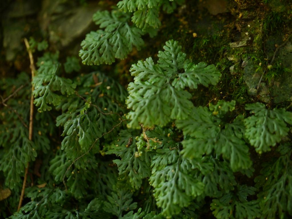 Hymenophyllum barbatum: Hymenophyllum barbatum:コウヤコケシノブ 2015/10/17 和歌山県田辺市:Tanabe City. Wakayama Pref. Japan