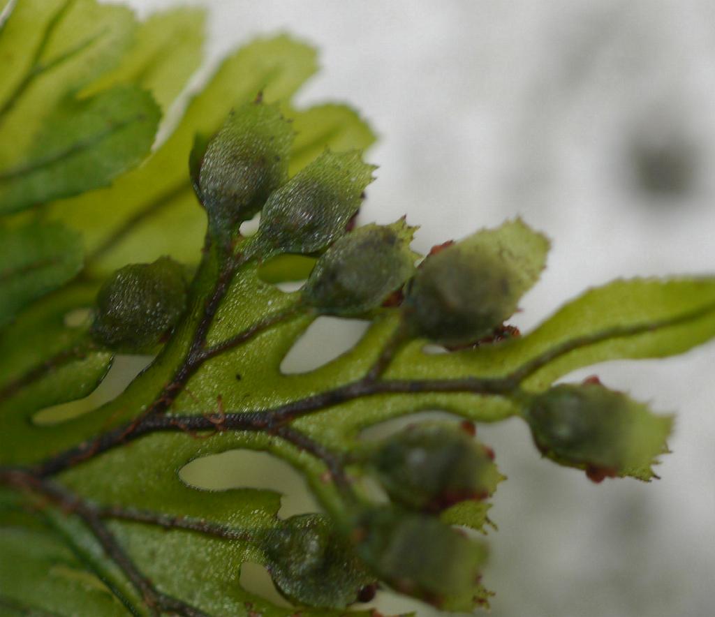 Hymenophyllum barbatum: Hymenophyllum barbatum:コウヤコケシノブ 2015/10/12 和歌山県田辺市:Tanabe City. Wakayama Pref. Japan