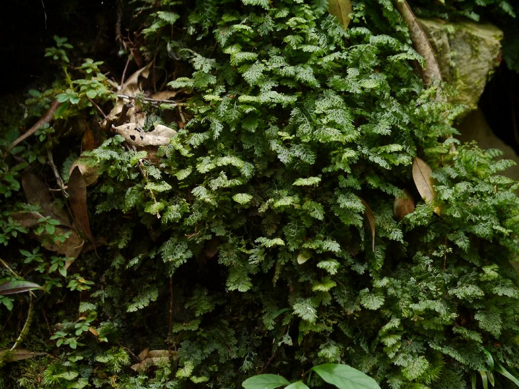 Hymenophyllum barbatum: Hymenophyllum barbatum:コウヤコケシノブ 2015/10/12 和歌山県田辺市:Tanabe City. Wakayama Pref. Japan