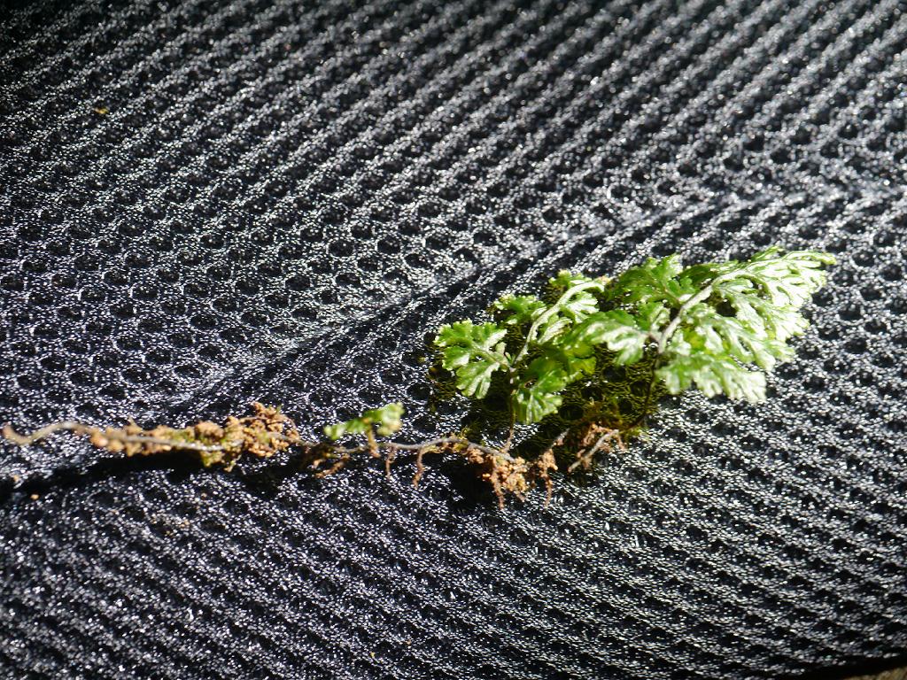 Hymenophyllum barbatum: Hymenophyllum barbatum:コウヤコケシノブ 2015/10/17 和歌山県田辺市:Tanabe City. Wakayama Pref. Japan