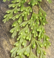 Hymenophyllum bivalve (Hymenophyllum bivalve)