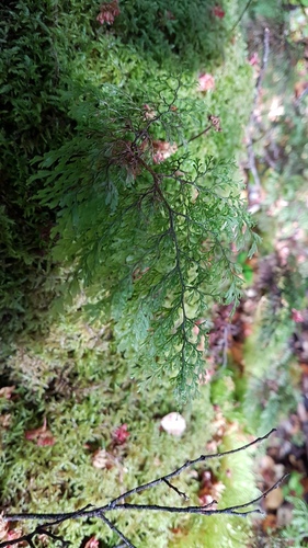 Hymenophyllum bivalve (Hymenophyllum bivalve)