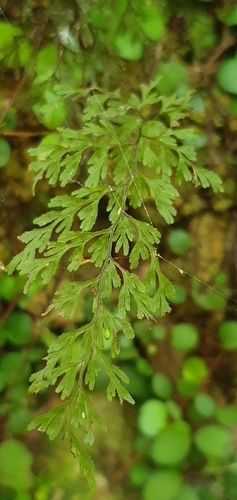 Hymenophyllum bivalve (Hymenophyllum bivalve)