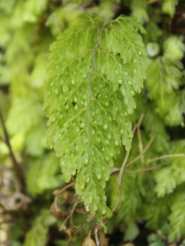 Hymenophyllum bivalve (Hymenophyllum bivalve)