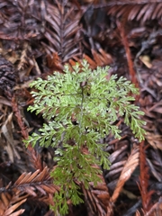 Hymenophyllum bivalve (Hymenophyllum bivalve)