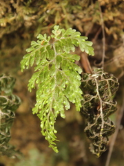 Hymenophyllum bivalve (Hymenophyllum bivalve)