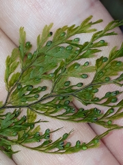 Hymenophyllum bivalve (Hymenophyllum bivalve)