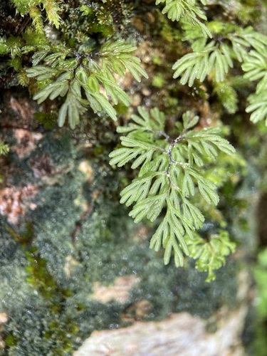 Hymenophyllum bivalve (Hymenophyllum bivalve)