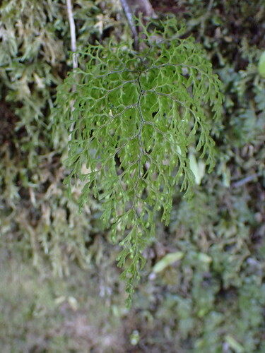 Hymenophyllum bivalve (Hymenophyllum bivalve)