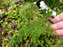 Hymenophyllum bivalve (Hymenophyllum bivalve)