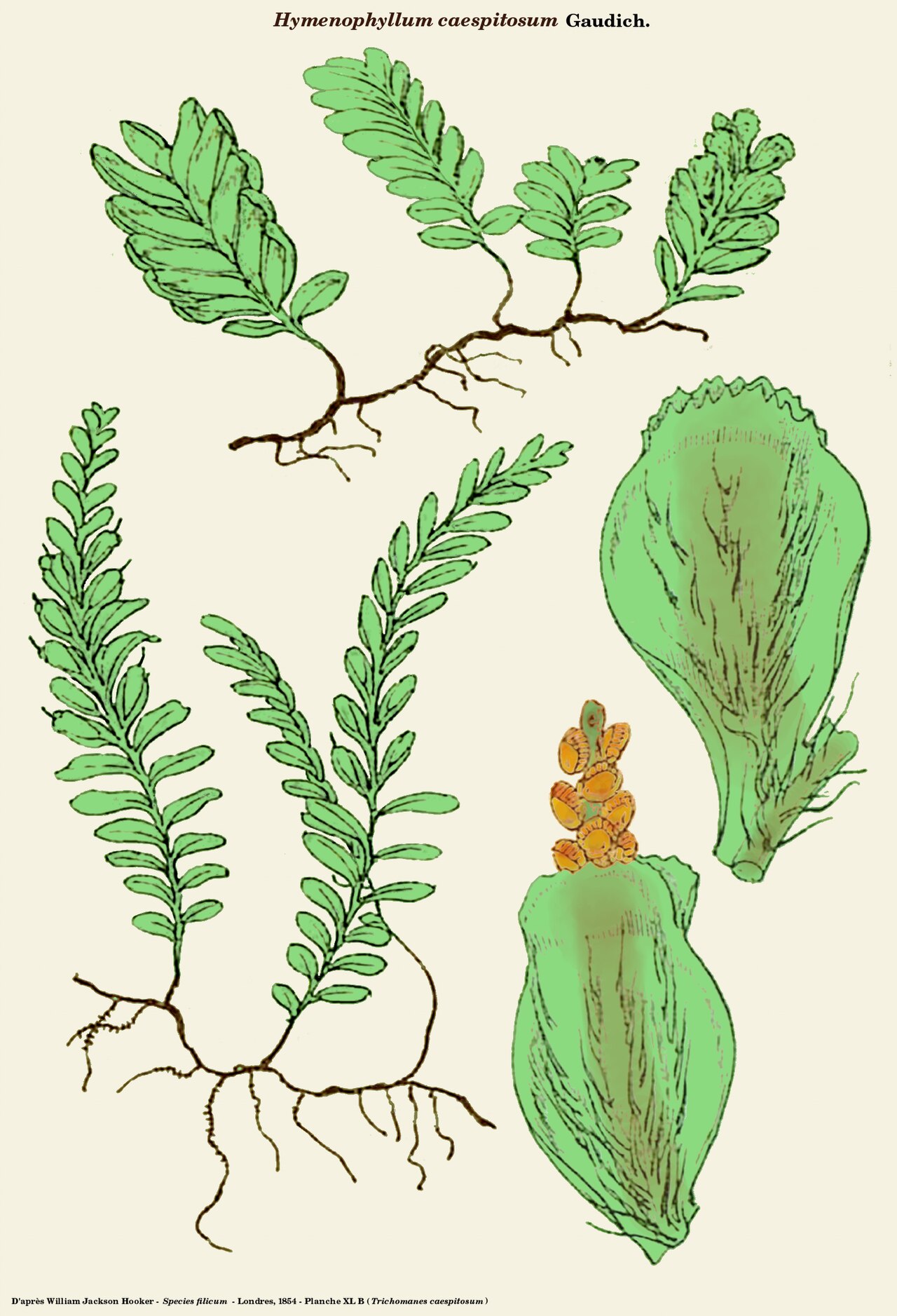 Hymenophyllum caespitosum: Hymenophyllum caespitosum Gaudich. - D'après William Jackson Hooker - Species filicum - Planche XL B ( Trichomanes caespitosum (Gaudich.) Hook.) - Planche repri