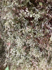St helena filmy fern (Hymenophyllum capillaceum)