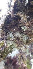 St helena filmy fern (Hymenophyllum capillaceum)