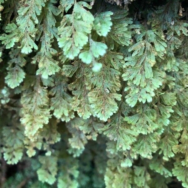 Hymenophyllum capillare (Hymenophyllum capillare)
