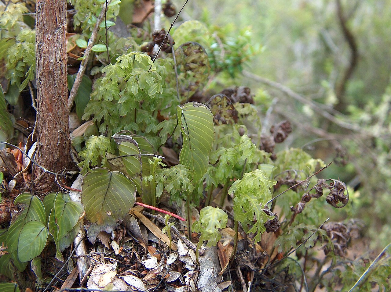 Hymenophyllum caudiculatum: filmy ferns Hymenoglossum cruentum and Hymenophyllum caudiculatum, Family Hymenophyllaceae, 5cm high, photographed mid January 2004, Chiloe, Chile