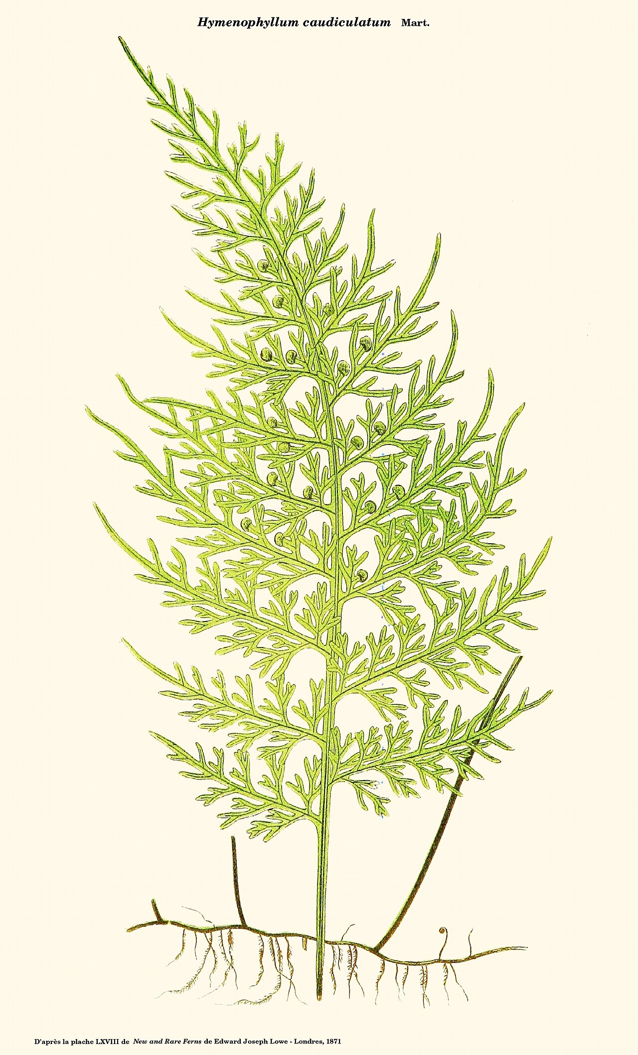 Hymenophyllum caudiculatum: Hymenophyllum caudiculatum - Planche LXVIII de New and rare ferns - Edward Joseph Lowe - Londres, 1871 - Planche reprise par D. Prévôt sous Gimp