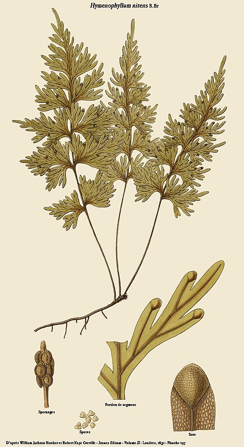 Hymenophyllum crispum: Hymenophyllum nitens R.Br. - D'après William Jackson Hooker et Robert Kaye Greville - Icones filicum - Londres, 1831 - Planche CXCVII reprise par D. Prévôt